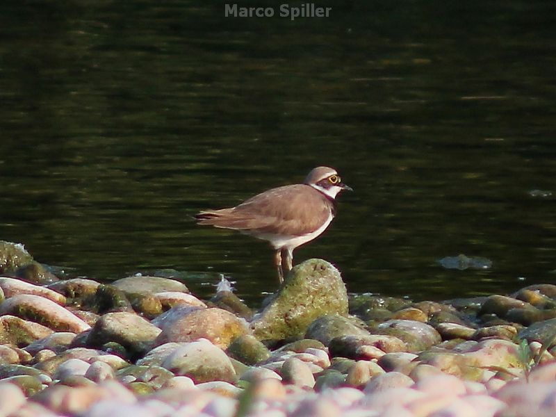 Corriere piccolo - Charadrius dubius